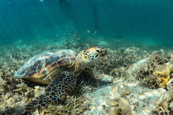 Master Island excursion from Noumea